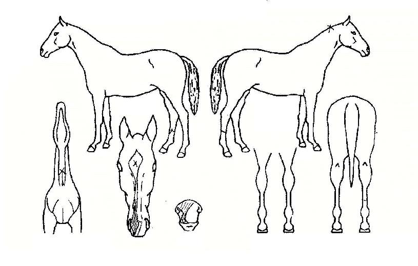 �ʿ������ ����,���,�޸�,�λ�,�ٸ��� Ư¡����