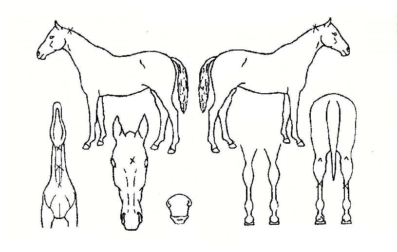 �ʿ�Ŭ������ ����,���,�޸�,�λ�,�ٸ��� Ư¡����