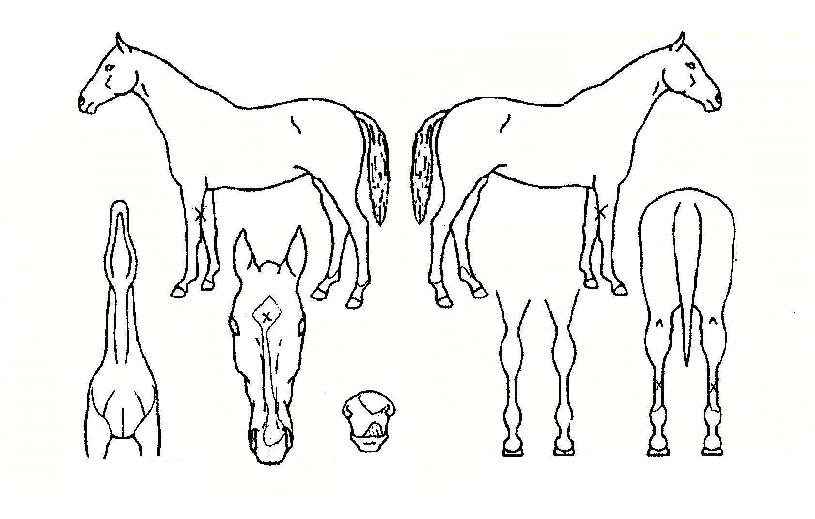 ����Ʈ�극���� ����,���,�޸�,�λ�,�ٸ��� Ư¡����