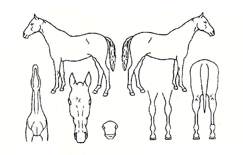 ÇÏÀÌij½½ÀÇ Ãø¸é,¿ì¸é,µÞ¸é,µÎ»ó,´Ù¸®ÀÇ Æ¯Â¡µµÇØ