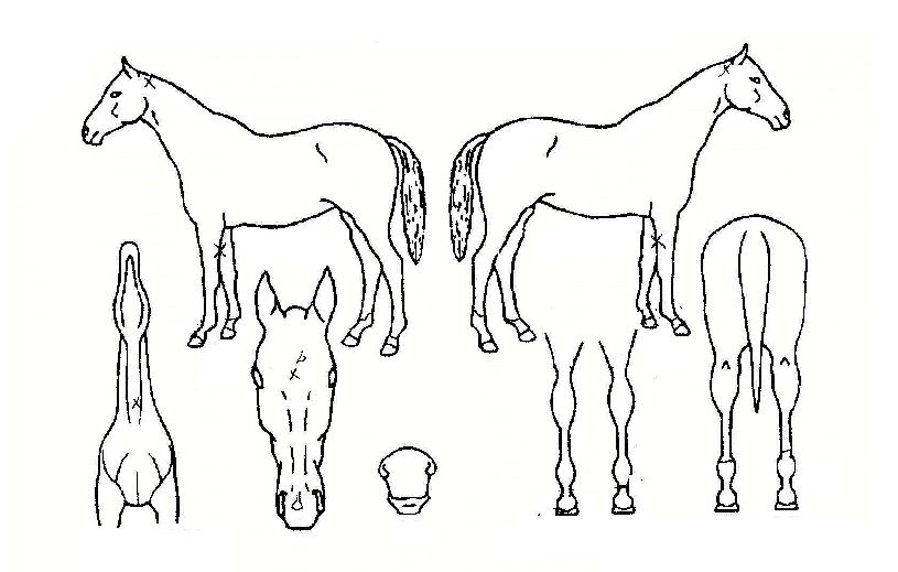 µ¿¹æ¹«ÆÐÀÇ Ãø¸é,¿ì¸é,µÞ¸é,µÎ»ó,´Ù¸®ÀÇ Æ¯Â¡µµÇØ