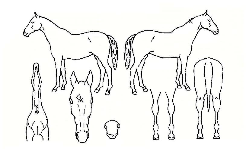 �����ӽ��ǵ��� ����,���,�޸�,�λ�,�ٸ��� Ư¡����