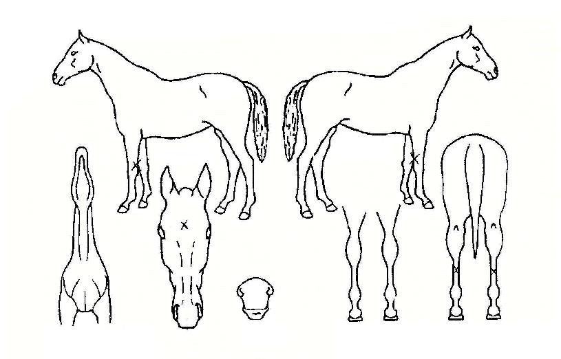 ¼Û¿ö¸®¾îÀÇ Ãø¸é,¿ì¸é,µÞ¸é,µÎ»ó,´Ù¸®ÀÇ Æ¯Â¡µµÇØ