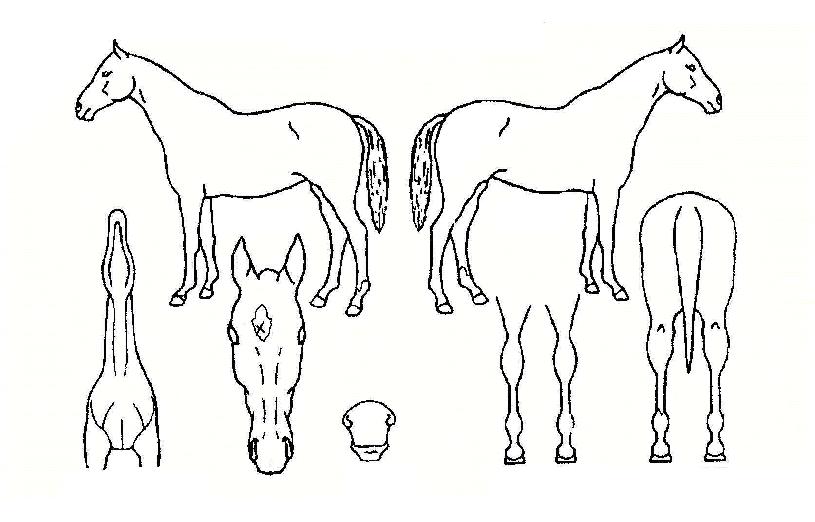 ÇÁ·¹Áö´øÆ®ÀÇ Ãø¸é,¿ì¸é,µÞ¸é,µÎ»ó,´Ù¸®ÀÇ Æ¯Â¡µµÇØ