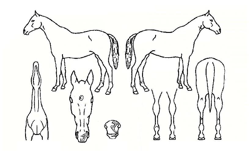 Ư±Þ¿¹ÂùÀÇ Ãø¸é,¿ì¸é,µÞ¸é,µÎ»ó,´Ù¸®ÀÇ Æ¯Â¡µµÇØ