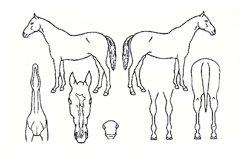 ���ϰ��� ����,���,�޸�,�λ�,�ٸ��� Ư¡����