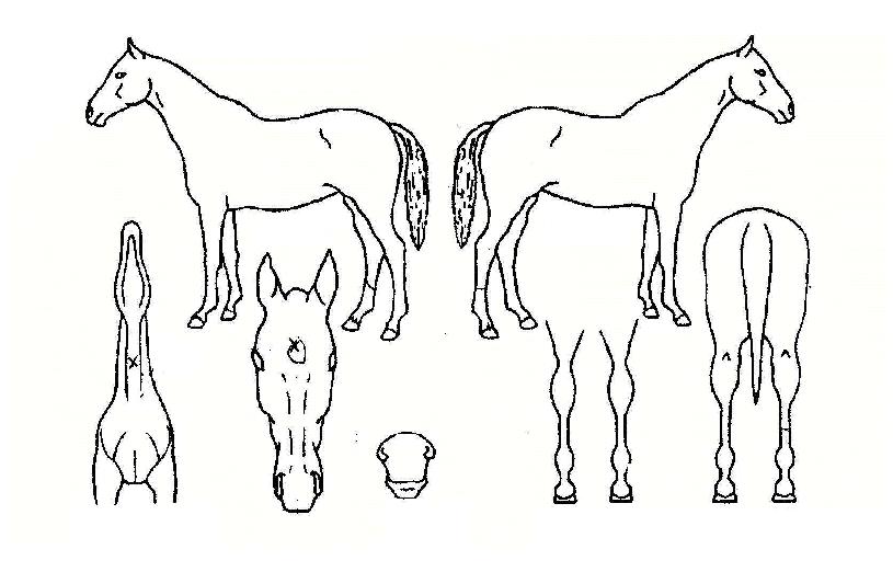 ¹Ì»çÀϻ轺ÀÇ Ãø¸é,¿ì¸é,µÞ¸é,µÎ»ó,´Ù¸®ÀÇ Æ¯Â¡µµÇØ