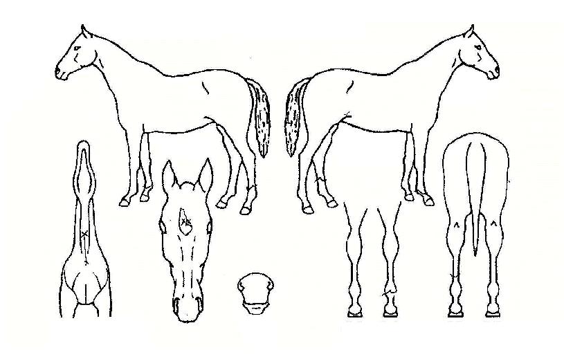 ÅÂdz¿ë»çÀÇ Ãø¸é,¿ì¸é,µÞ¸é,µÎ»ó,´Ù¸®ÀÇ Æ¯Â¡µµÇØ