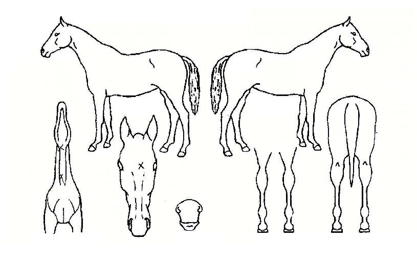 ������õ���� ����,���,�޸�,�λ�,�ٸ��� Ư¡����