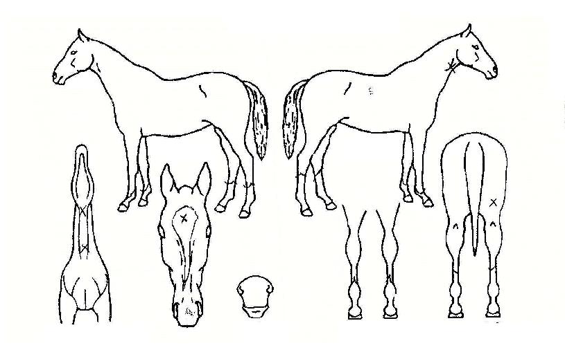 ¿ÀÄÉÀÌÆ®¸®ÇÃÀÇ Ãø¸é,¿ì¸é,µÞ¸é,µÎ»ó,´Ù¸®ÀÇ Æ¯Â¡µµÇØ