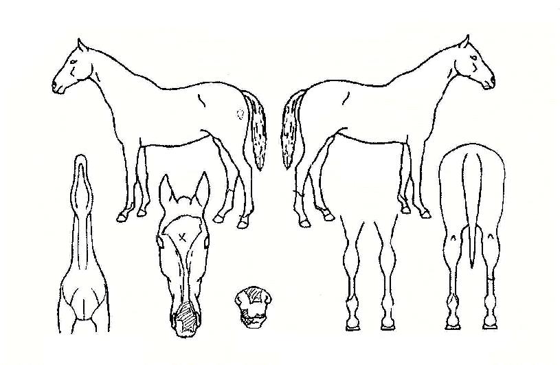 ½Ì±×·¯¿îÃÊ¿øÀÇ Ãø¸é,¿ì¸é,µÞ¸é,µÎ»ó,´Ù¸®ÀÇ Æ¯Â¡µµÇØ