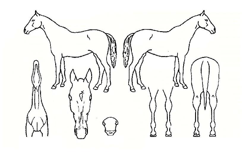 µ¿ÇؾßÀÇ Ãø¸é,¿ì¸é,µÞ¸é,µÎ»ó,´Ù¸®ÀÇ Æ¯Â¡µµÇØ