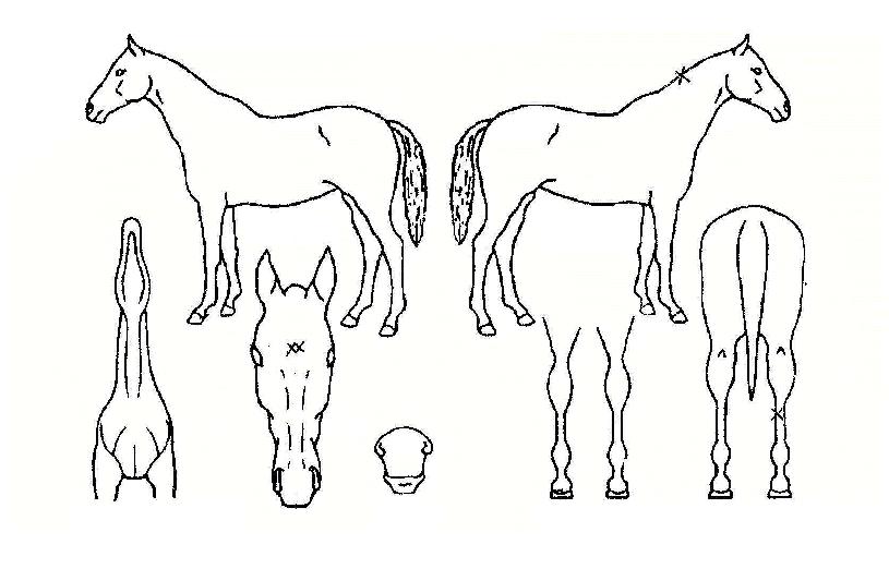 �������� ����,���,�޸�,�λ�,�ٸ��� Ư¡����