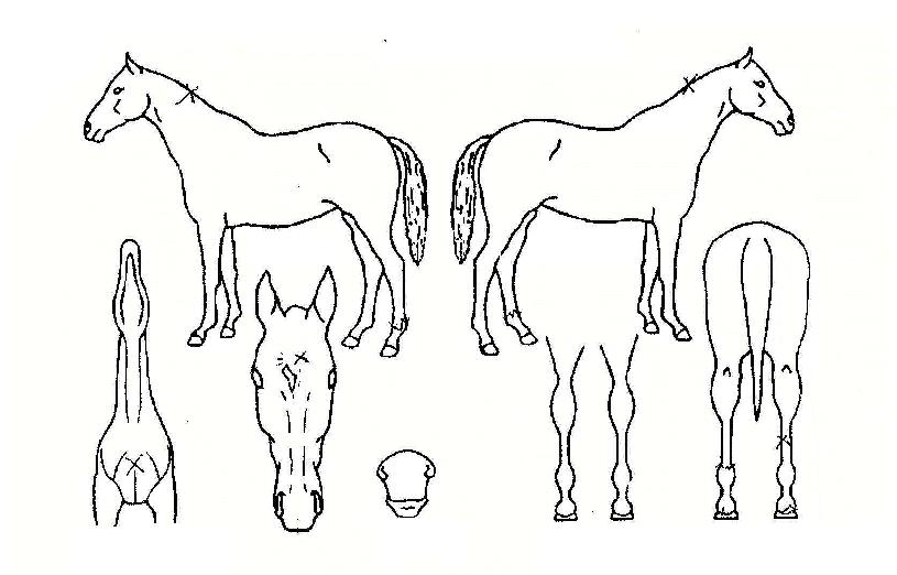 º°±âÀÇ Ãø¸é,¿ì¸é,µÞ¸é,µÎ»ó,´Ù¸®ÀÇ Æ¯Â¡µµÇØ