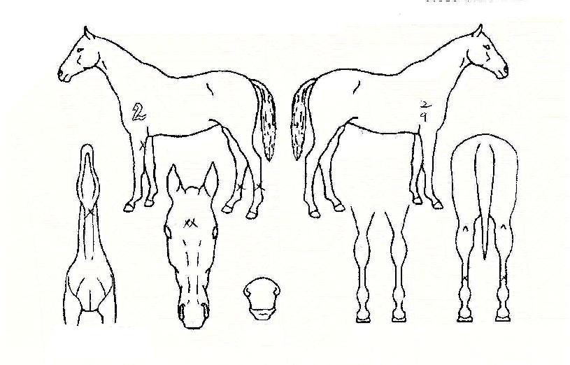 ·¯ºê¸¶À̼ÛÀÇ Ãø¸é,¿ì¸é,µÞ¸é,µÎ»ó,´Ù¸®ÀÇ Æ¯Â¡µµÇØ