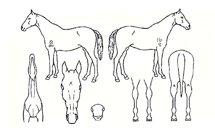 �����ǳ뷡�� ����,���,�޸�,�λ�,�ٸ��� Ư¡����