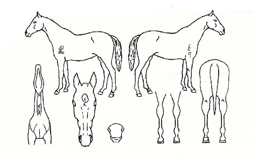 ÇØÇÇÇϿ콺ÀÇ Ãø¸é,¿ì¸é,µÞ¸é,µÎ»ó,´Ù¸®ÀÇ Æ¯Â¡µµÇØ