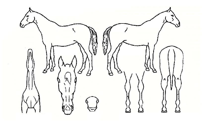 ºñ¹Ù¼¼ÀÌŰÀÇ Ãø¸é,¿ì¸é,µÞ¸é,µÎ»ó,´Ù¸®ÀÇ Æ¯Â¡µµÇØ