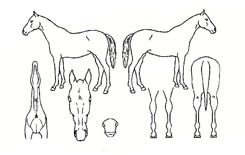 ����¡�����ڸ��� ����,���,�޸�,�λ�,�ٸ��� Ư¡����