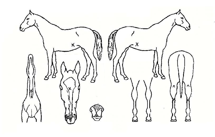 ·Îµå·¯³ÊÀÚ¸¶ÀÇ Ãø¸é,¿ì¸é,µÞ¸é,µÎ»ó,´Ù¸®ÀÇ Æ¯Â¡µµÇØ