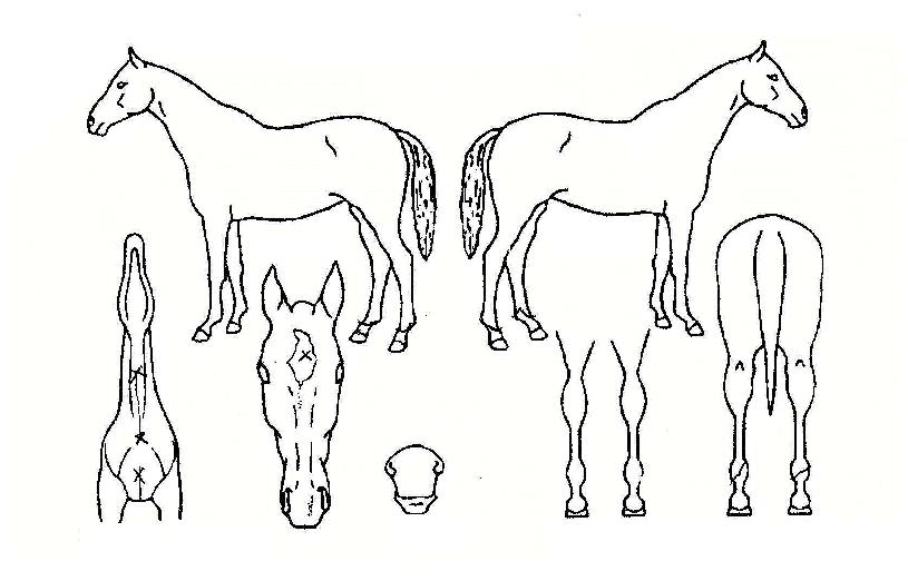 ½ÅÅëÇÑÀÚ¸¶ÀÇ Ãø¸é,¿ì¸é,µÞ¸é,µÎ»ó,´Ù¸®ÀÇ Æ¯Â¡µµÇØ