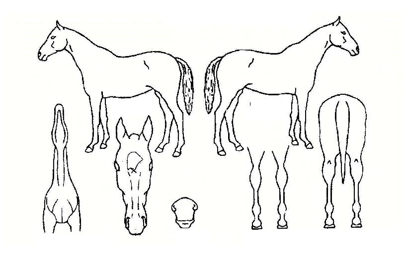 ��ȭ���ڸ��� ����,���,�޸�,�λ�,�ٸ��� Ư¡����