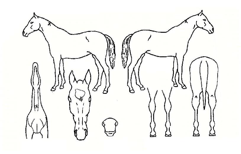 Àç¹Ì¹«ÇÑÀÚ¸¶ÀÇ Ãø¸é,¿ì¸é,µÞ¸é,µÎ»ó,´Ù¸®ÀÇ Æ¯Â¡µµÇØ