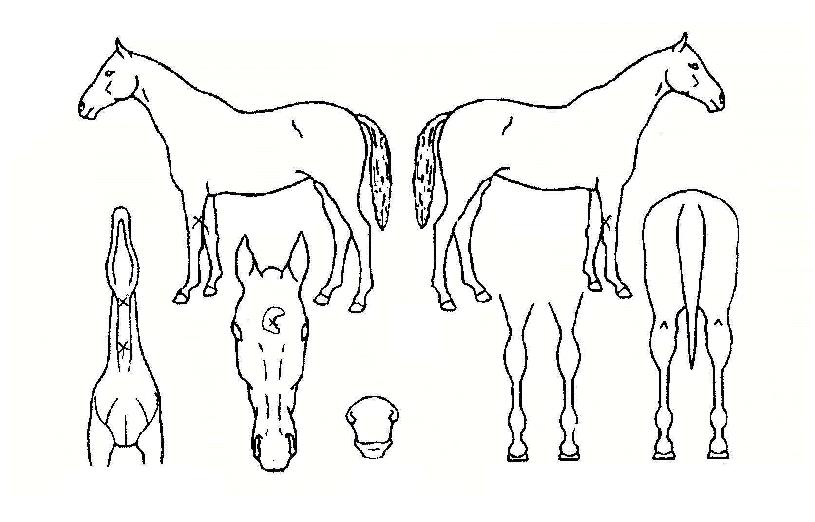 ¼º°ñÀÇ Ãø¸é,¿ì¸é,µÞ¸é,µÎ»ó,´Ù¸®ÀÇ Æ¯Â¡µµÇØ