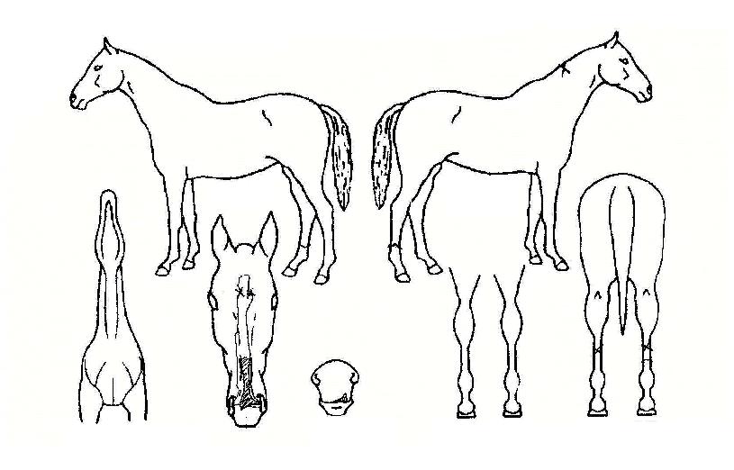 �ľִ��ڸ��� ����,���,�޸�,�λ�,�ٸ��� Ư¡����