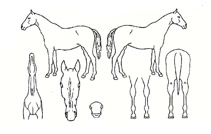 ¸ÞÀÌÄ¿¹êÀÇ Ãø¸é,¿ì¸é,µÞ¸é,µÎ»ó,´Ù¸®ÀÇ Æ¯Â¡µµÇØ