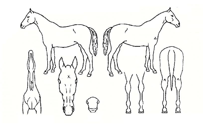 ����Ư���� ����,���,�޸�,�λ�,�ٸ��� Ư¡����