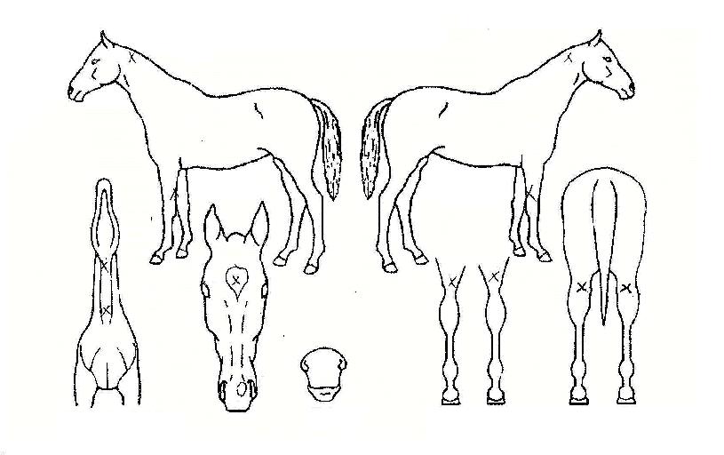 ���ι���� ����,���,�޸�,�λ�,�ٸ��� Ư¡����