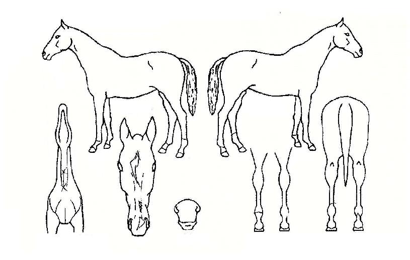 ºóƼÁöÀ̾îÀÚ¸¶ÀÇ Ãø¸é,¿ì¸é,µÞ¸é,µÎ»ó,´Ù¸®ÀÇ Æ¯Â¡µµÇØ