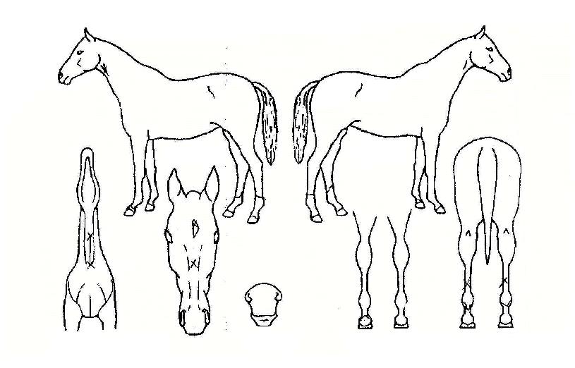 �����Ϻ�Ƽ�� ����,���,�޸�,�λ�,�ٸ��� Ư¡����