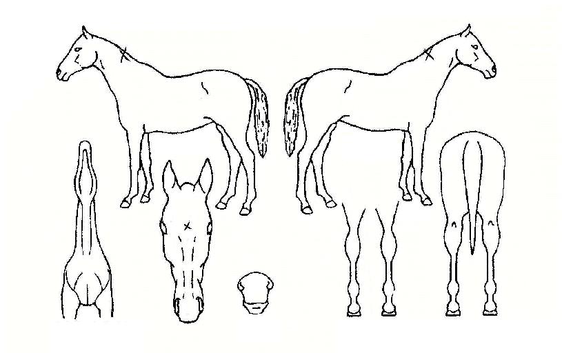 �ִ�����ڸ��� ����,���,�޸�,�λ�,�ٸ��� Ư¡����