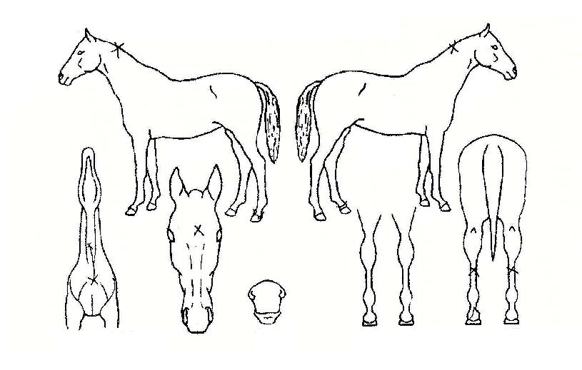 ´õºñ°¡µåÀÇ Ãø¸é,¿ì¸é,µÞ¸é,µÎ»ó,´Ù¸®ÀÇ Æ¯Â¡µµÇØ