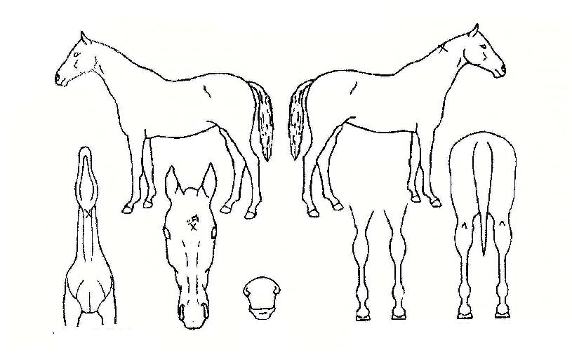 �ְ������ ����,���,�޸�,�λ�,�ٸ��� Ư¡����