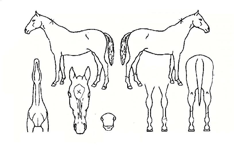 ��Ż���� ����,���,�޸�,�λ�,�ٸ��� Ư¡����