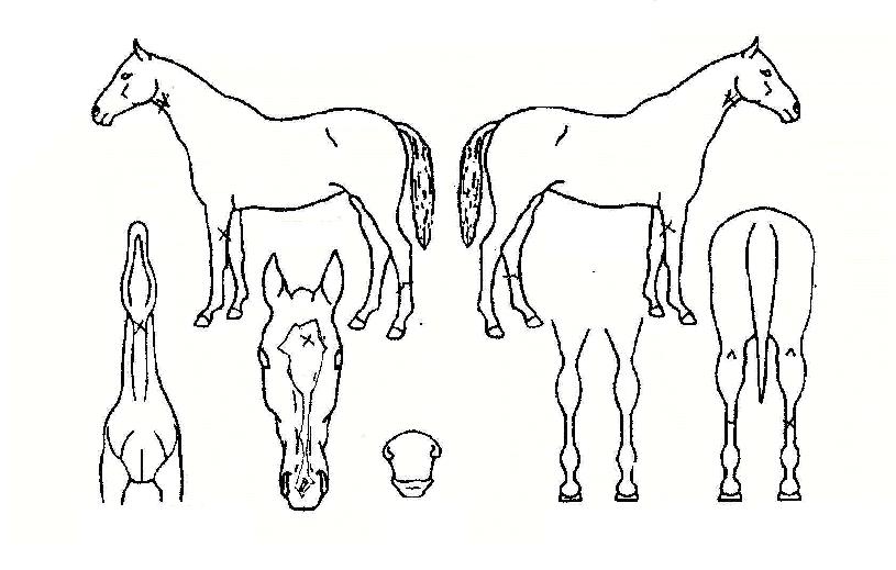 ¦���� ����,���,�޸�,�λ�,�ٸ��� Ư¡����