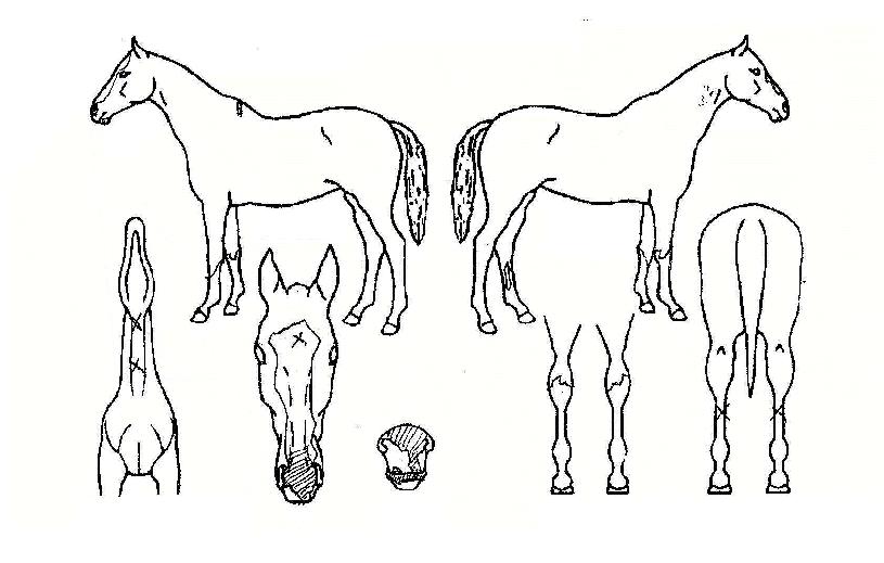 ºÎ½ºÅÍÀÇ Ãø¸é,¿ì¸é,µÞ¸é,µÎ»ó,´Ù¸®ÀÇ Æ¯Â¡µµÇØ