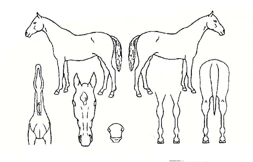 ¸¶·çÀ©ÀÇ Ãø¸é,¿ì¸é,µÞ¸é,µÎ»ó,´Ù¸®ÀÇ Æ¯Â¡µµÇØ