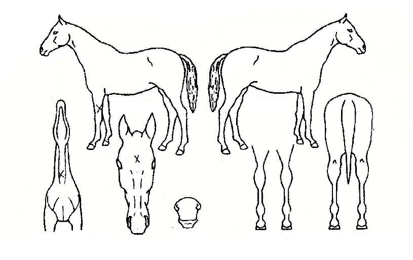 ÁÖµµÀ§³ÊÀÇ Ãø¸é,¿ì¸é,µÞ¸é,µÎ»ó,´Ù¸®ÀÇ Æ¯Â¡µµÇØ