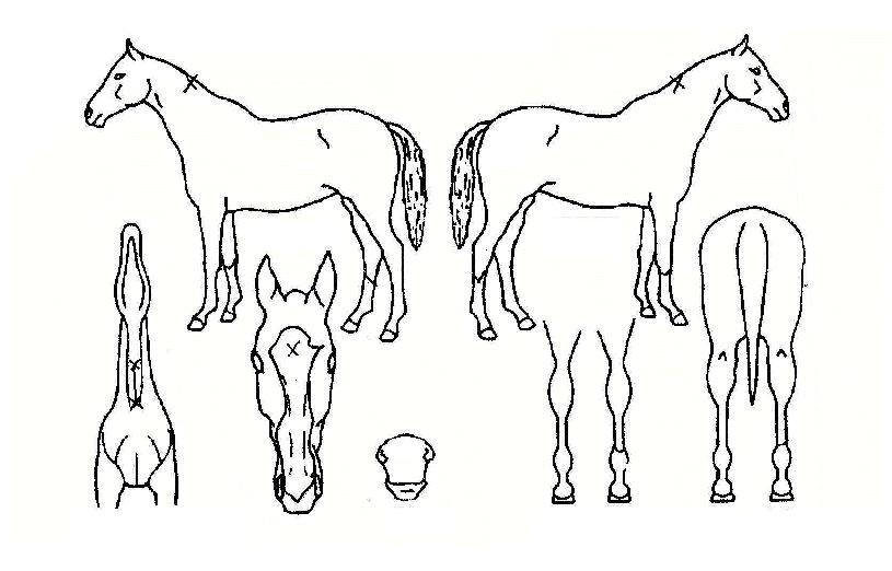 ������Ǫ������ ����,���,�޸�,�λ�,�ٸ��� Ư¡����