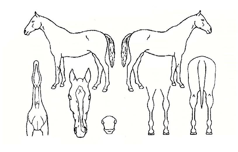 À强ȣÀÇ Ãø¸é,¿ì¸é,µÞ¸é,µÎ»ó,´Ù¸®ÀÇ Æ¯Â¡µµÇØ