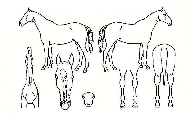 �븶���� ����,���,�޸�,�λ�,�ٸ��� Ư¡����