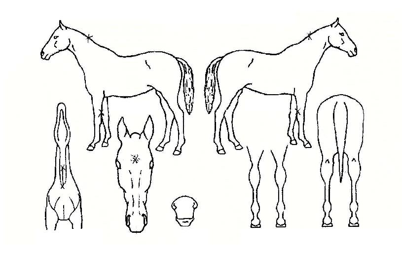 ŸÀÓÅõÆÄƼÀÇ Ãø¸é,¿ì¸é,µÞ¸é,µÎ»ó,´Ù¸®ÀÇ Æ¯Â¡µµÇØ