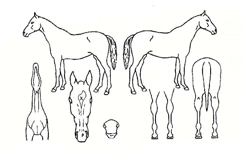 �����¡��Ƽ�� ����,���,�޸�,�λ�,�ٸ��� Ư¡����