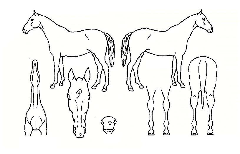 ����¡������ ����,���,�޸�,�λ�,�ٸ��� Ư¡����