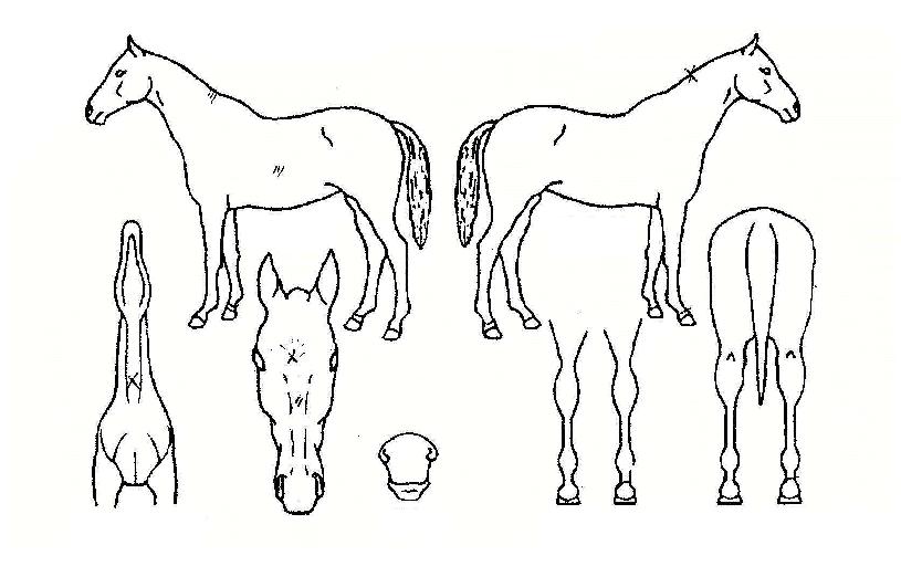 ³ª¸£ÀÚÀÇ Ãø¸é,¿ì¸é,µÞ¸é,µÎ»ó,´Ù¸®ÀÇ Æ¯Â¡µµÇØ