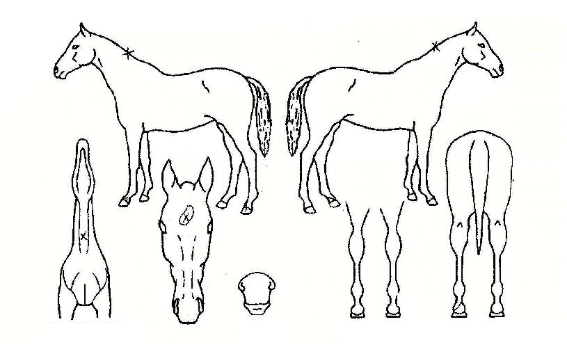 º§¸®´í¼ÀÇ Ãø¸é,¿ì¸é,µÞ¸é,µÎ»ó,´Ù¸®ÀÇ Æ¯Â¡µµÇØ